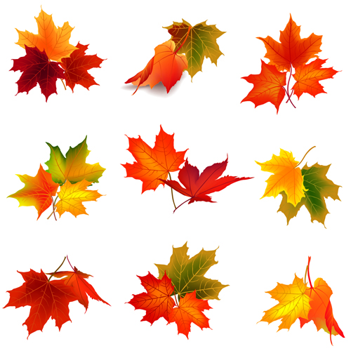 各種秋の葉ベクトルセット材料05 紅葉 各種   