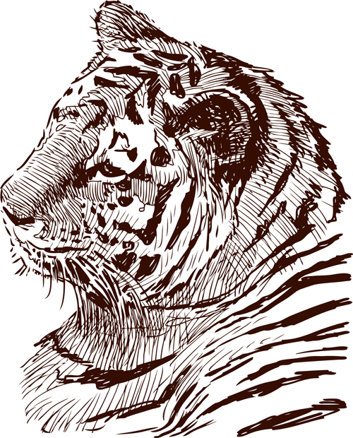 Main dessin tigre vecteur matériel 02 tigre Dessin à la main Dessin   