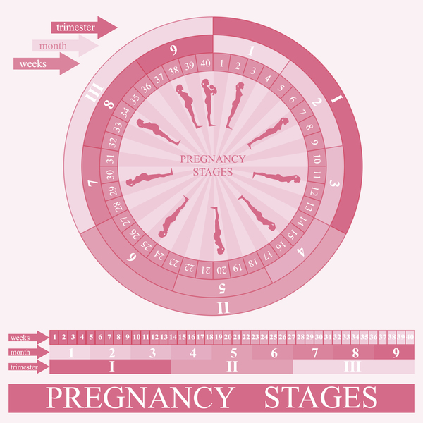 妊娠段階のインフォグラフィックテンプレートベクトル01 妊娠 ステージ インフォグラフィック   