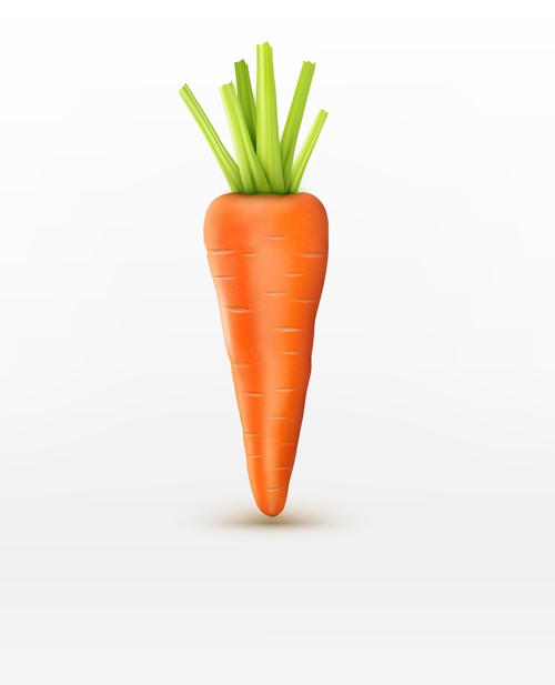 Matériau vectoriel réaliste de carotte 03 réaliste carotte   