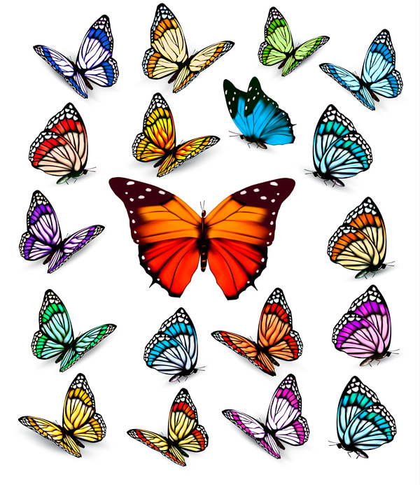 Ensemble de papillons colorés vecteur matériel 04 papillons coloré   