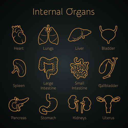 Verschiedene innere Organe Ikonen Design Vektor 04 Verschiedene Organe innere Organe Ikonen icon   