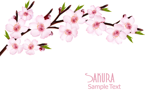 Belle graphiques de fond de vecteur de Sakura 01 sakura fond vectoriel fond beau   