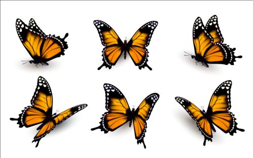 Papillons colorés illustration vecteur collection 14 papillons illustration coloré collection   