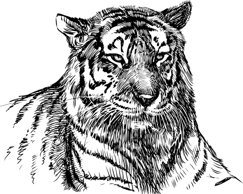 Main dessin tigre vecteur matériel 01 tigre Dessin à la main Dessin   