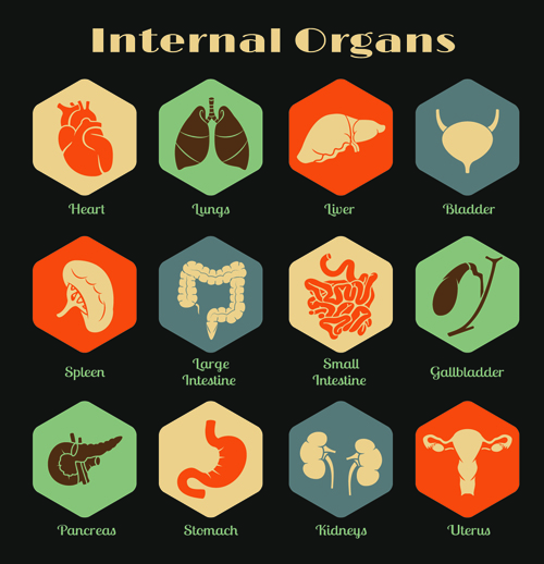 Verschiedene innere Organe Ikonen Design Vektor 03 Verschiedene Organe innere Organe Ikonen icon   