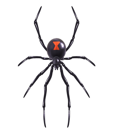 Conception réaliste de vecteur d’araignée réaliste araignée   