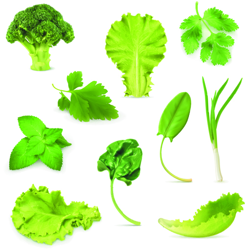 Différents matériaux de vecteur de légumes verts vert légumes different   