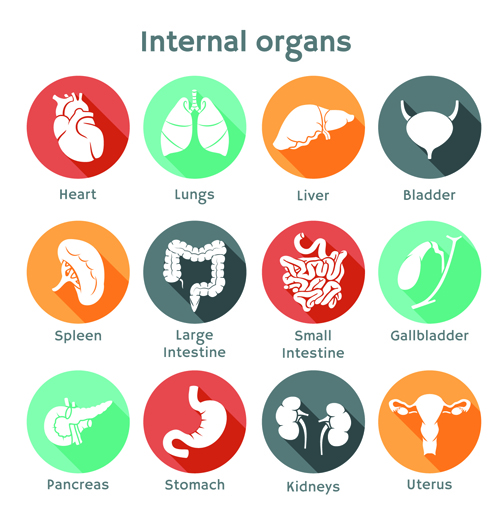 Verschiedene innere Organe Ikonen Design Vektor 02 Verschiedene Organe innere Organe Ikonen icon   