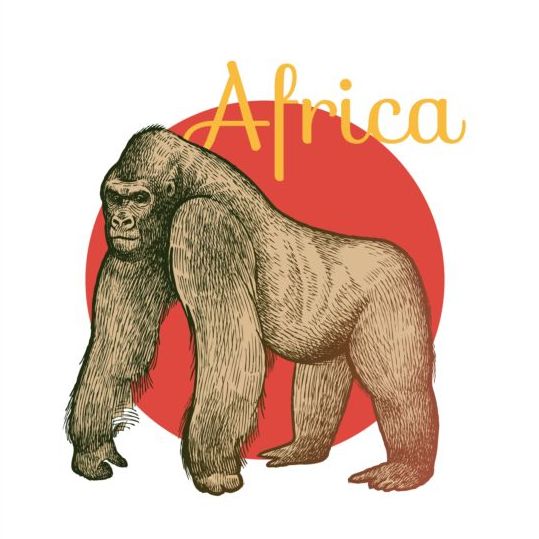 Vecteur d’orang-outan africain orang-outan Afrique   