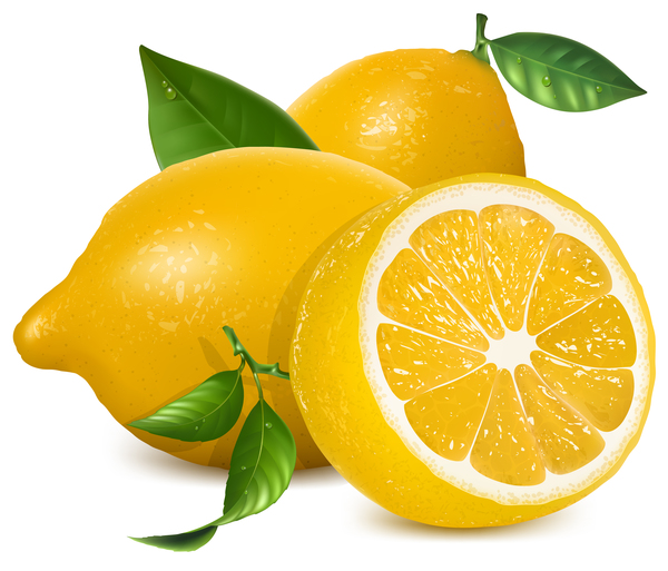 Illustration vectorielle fraîche de citron 03 frais Citron   