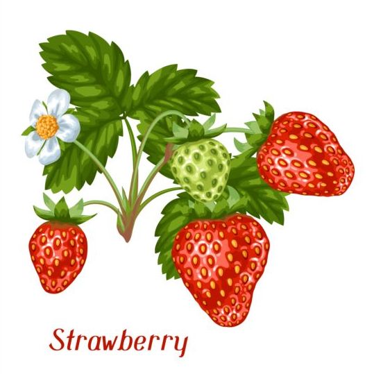 Frische Erdbeeren Hintergrunddesign Vektoren 01 Frisch Erdbeeren   