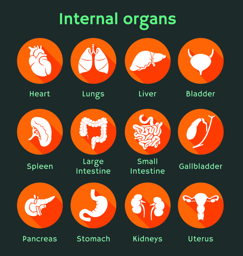 Verschiedene innere Organe Ikonen Design Vektor 01 Verschiedene Organe innere Organe Ikonen icon   