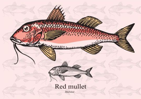Roter Muschelfischvektor rot Mullet Fisch   