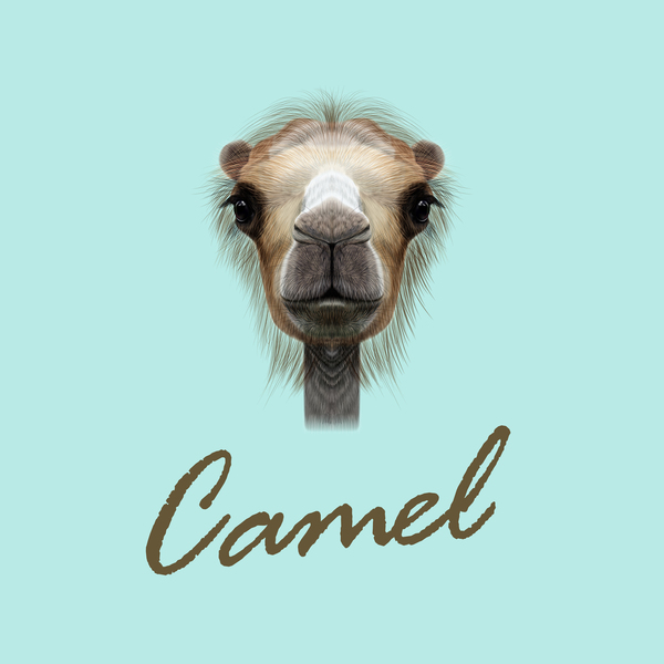 Kamelkopf-Vektorabbildung 01 Kopf Kamel   