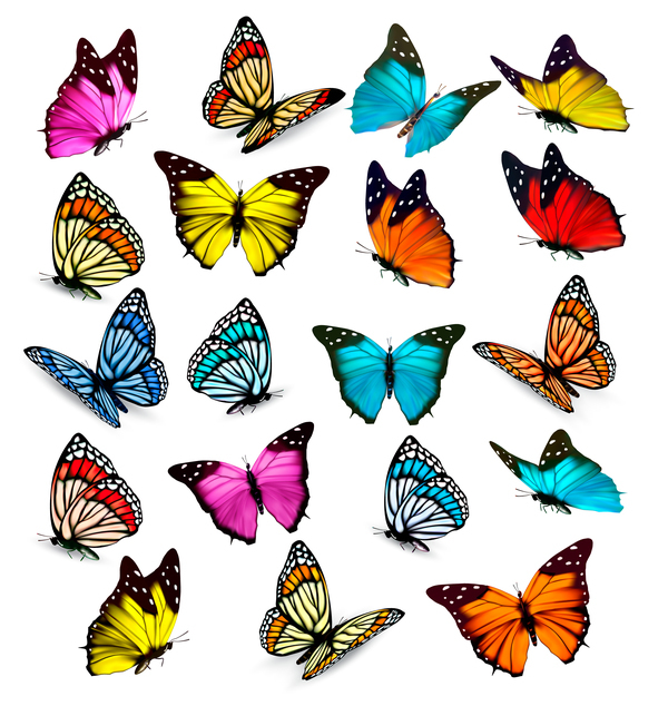 Ensemble de papillons colorés vecteur matériel 02 papillons coloré   