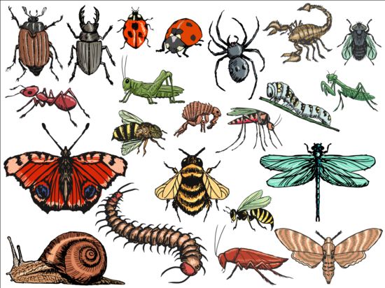 ベクター昆虫巨大コレクション04 昆虫 巨大な コレクション   