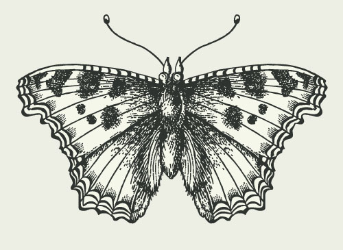 Vintage Schmetterling Illustration Vektoren Schmetterling Jahrgang   