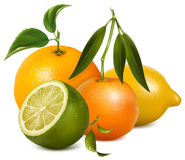 Zitrone mit Zitrusfrüchten und Blättervektor 01 Zitrusfrüchte Zitrone Blätter   
