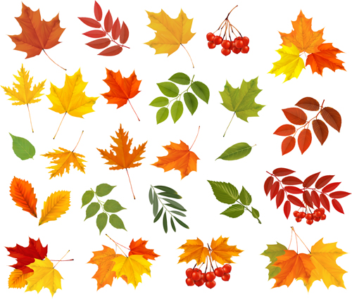 各種秋の葉ベクトルセット材料02 秋の葉 秋 様々な 材料   