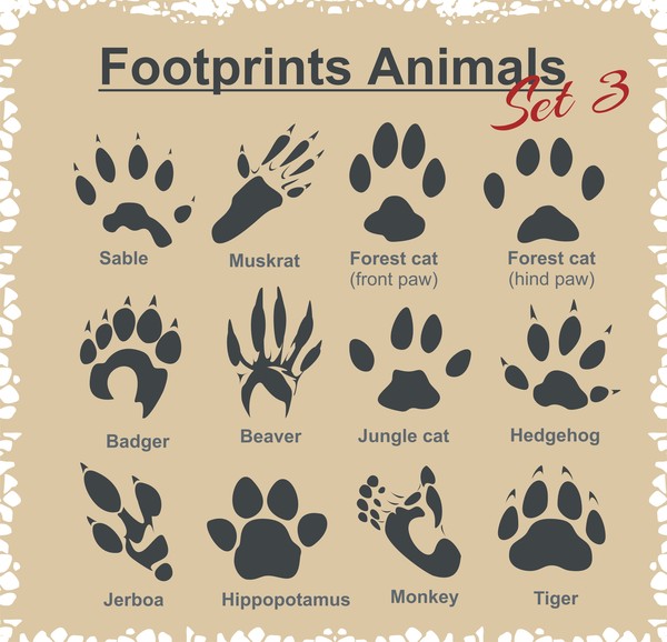 Animal Footprints Design-Set-Vektor 01 tier Fußabdrücke   