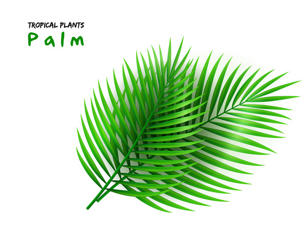 Illustration vectorielle de feuilles de palmier paume feuilles   