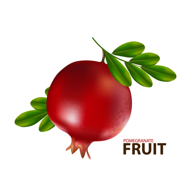 Realistischer Granatapfel Fruchtillustration Vektor 01 realistisch Obst Granatapfel   