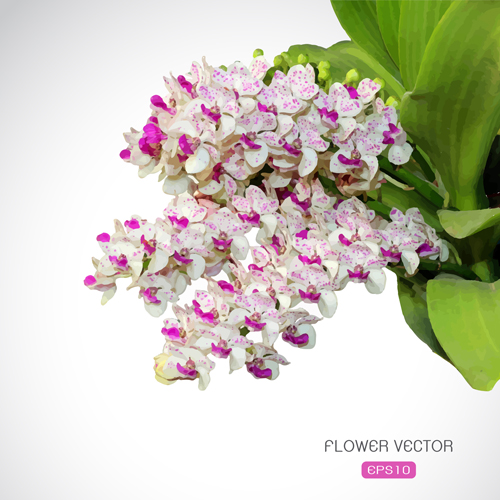 Schönes Purpur mit weißem Blumenvektor weiß Schön lila blumenweise   