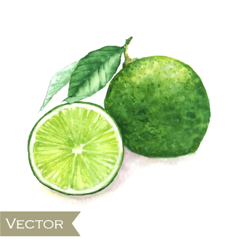 Vert citron aquarelle dessinée vecteur dessiné Citron aquarelle   
