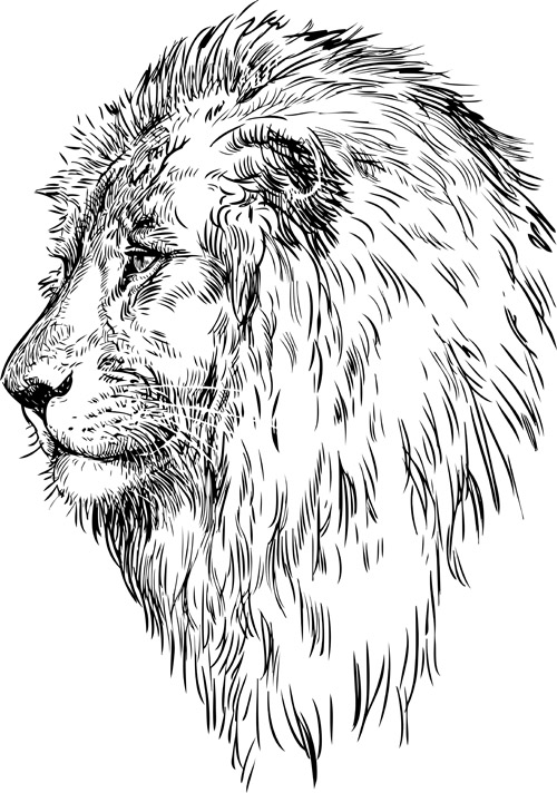 Main dessin Lion vecteur matériel 02 lion Dessin à la main   