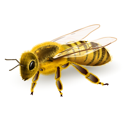 リアルな蜂のベクトルの設計 蜂 現実的な   