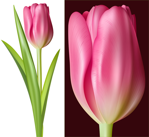 Graphiques vectoriels rose tulipe tulipe rose   