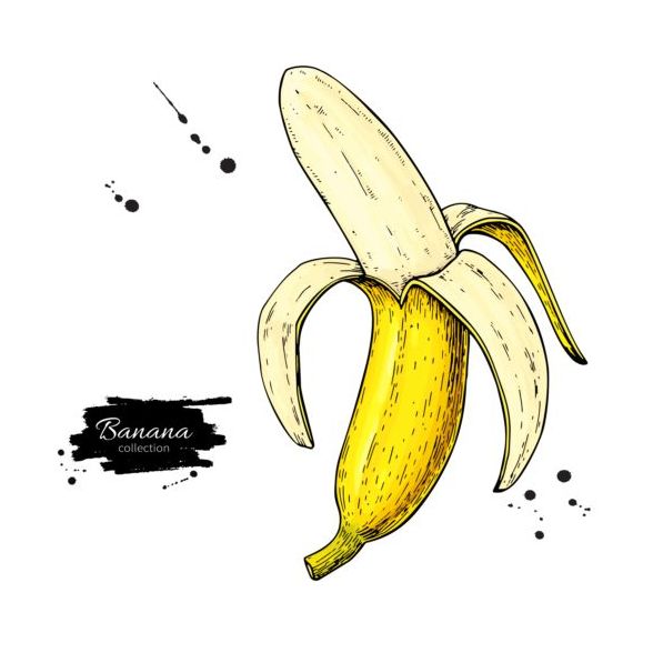 Banane Handdarwing-Vektormaterial 04 hand Banane   