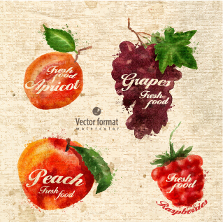 Gezeichnet Aquarell Früchte Vektordesign Set 07 gezeichnet Früchte Aquarell   