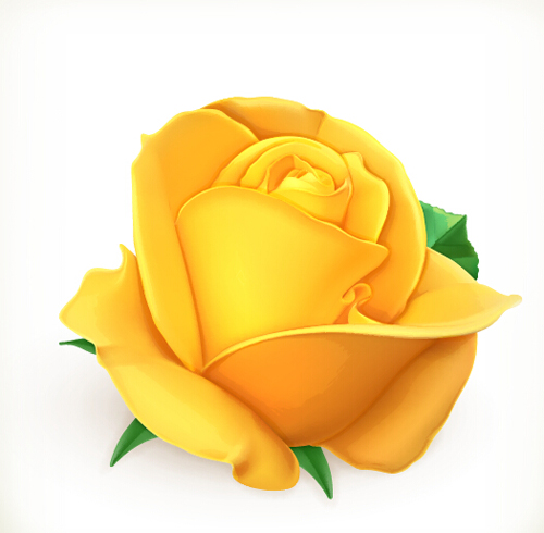 Gelbes Rosen-Vektormaterial rose material gelb   